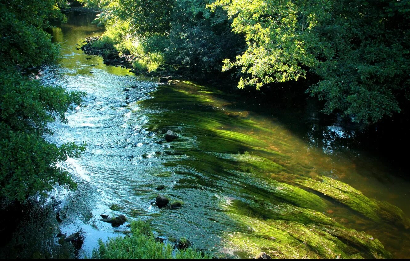 Река отзывы фото Обои trees, river, Река, зелень, green, поток на телефон и рабочий стол, раздел 