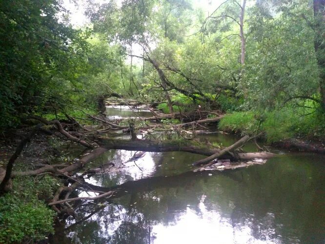 Река сходня фото Новости / Администрация городского округа Красногорск Московской области