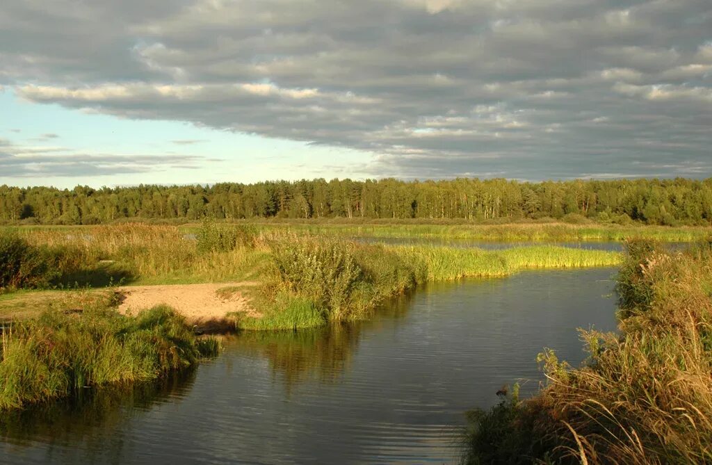 Река шоша фото Река шоша в тверской области - Фото