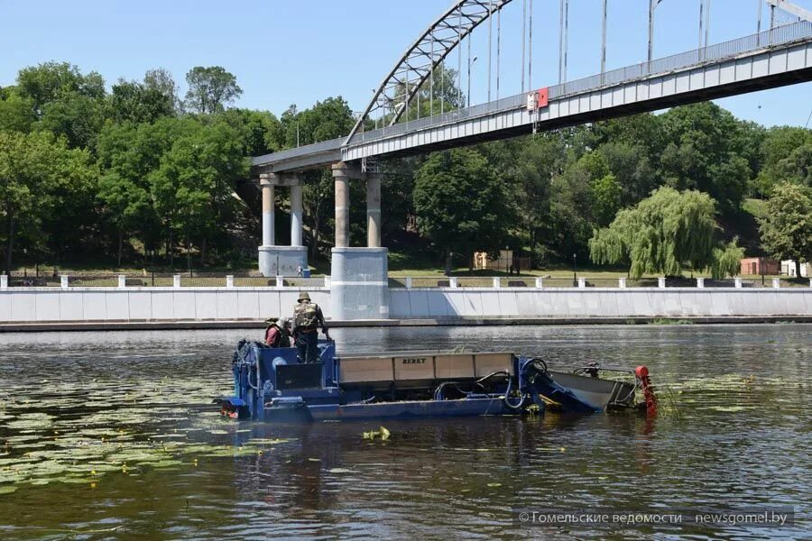 Река сож гомель фото От водных сорняков Гомель избавит "Берка"