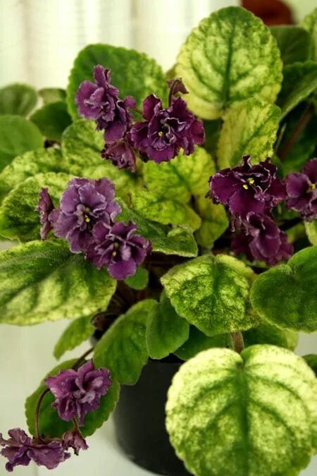 Река таруса фиалка фото и описание АН-Речка Таруса African violets, Saintpaulia, Plants