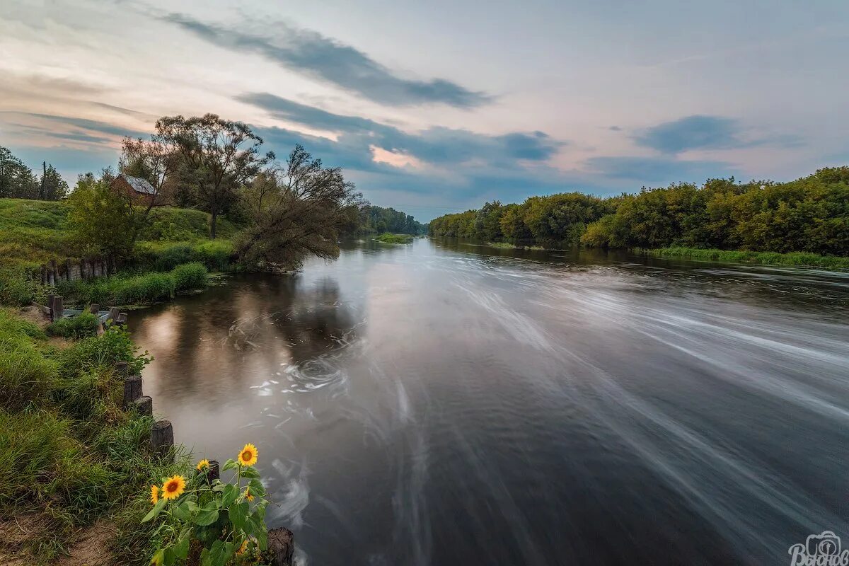 Река цна фото Семья подсолнухов. Фотограф Сергей Вьюнов