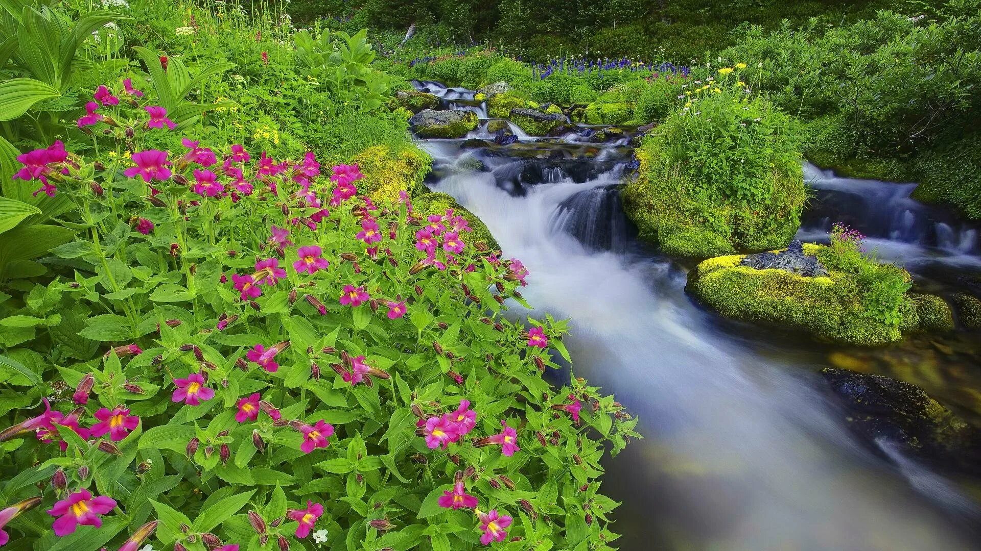 Река цветы фото Download Grass Moss Purple Flower Spring Flower Nature Stream HD Wallpaper