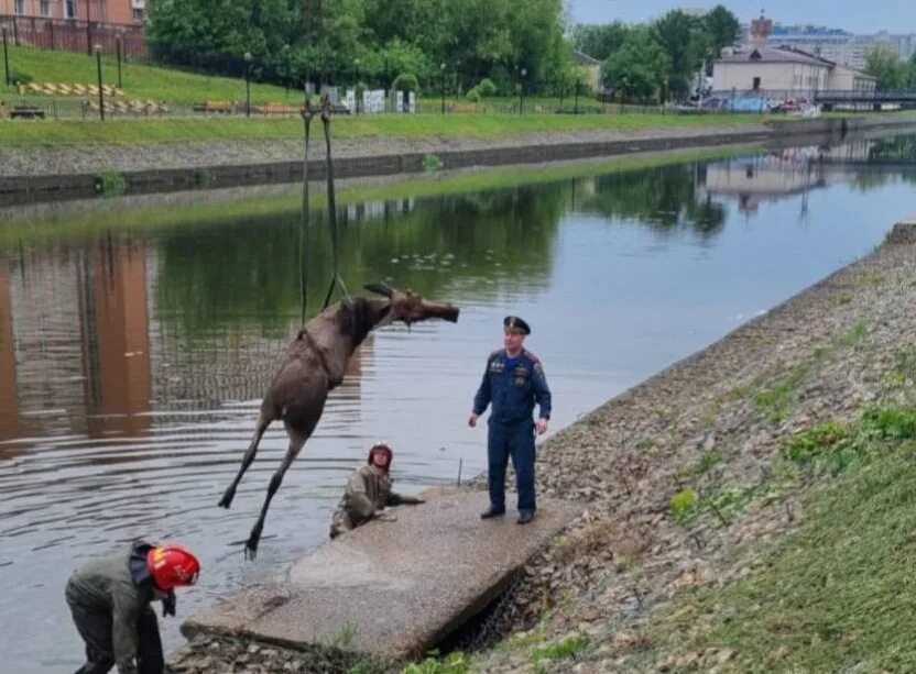 Река трупов фото Из Уводи в Иванове достали труп лося