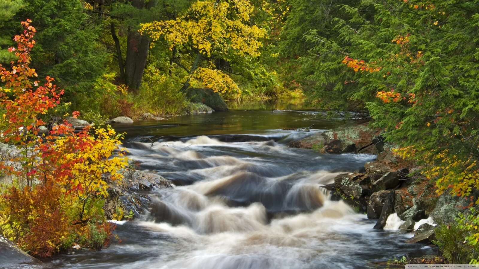 Река в лесу осенью фото Roseau River, Muskoka Region, Ontario Ultra HD Desktop Background Wallpaper for 