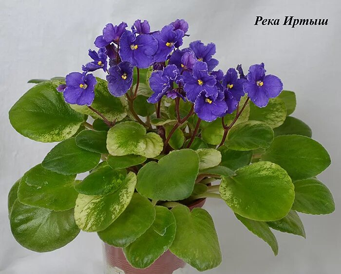 AN-Volga River (Yang Zubo) African violets, Violet flower, Blue flowers