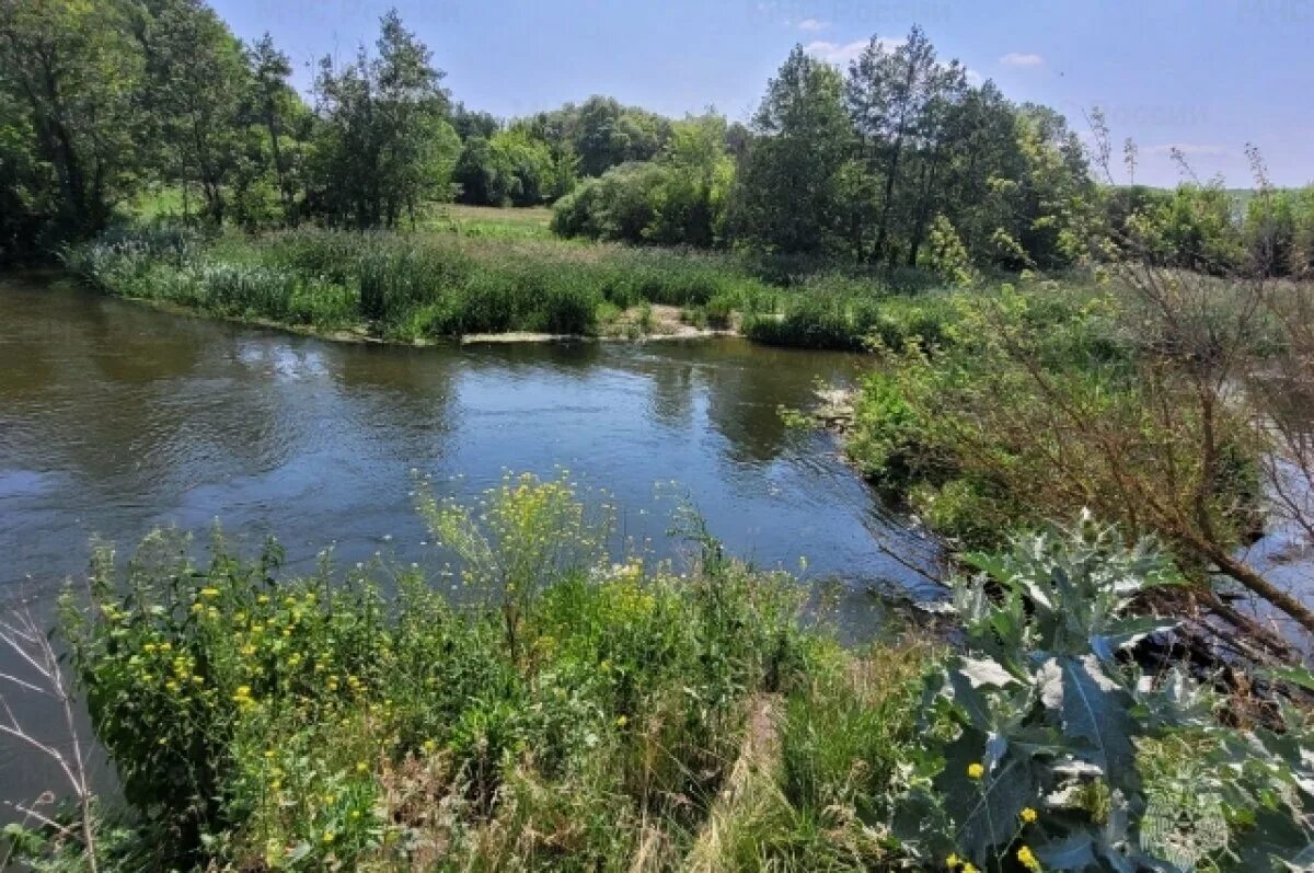 Реки белгорода фото В Белгородской области из реки Оскол достали тело мужчины АиФ-Белгород Дзен