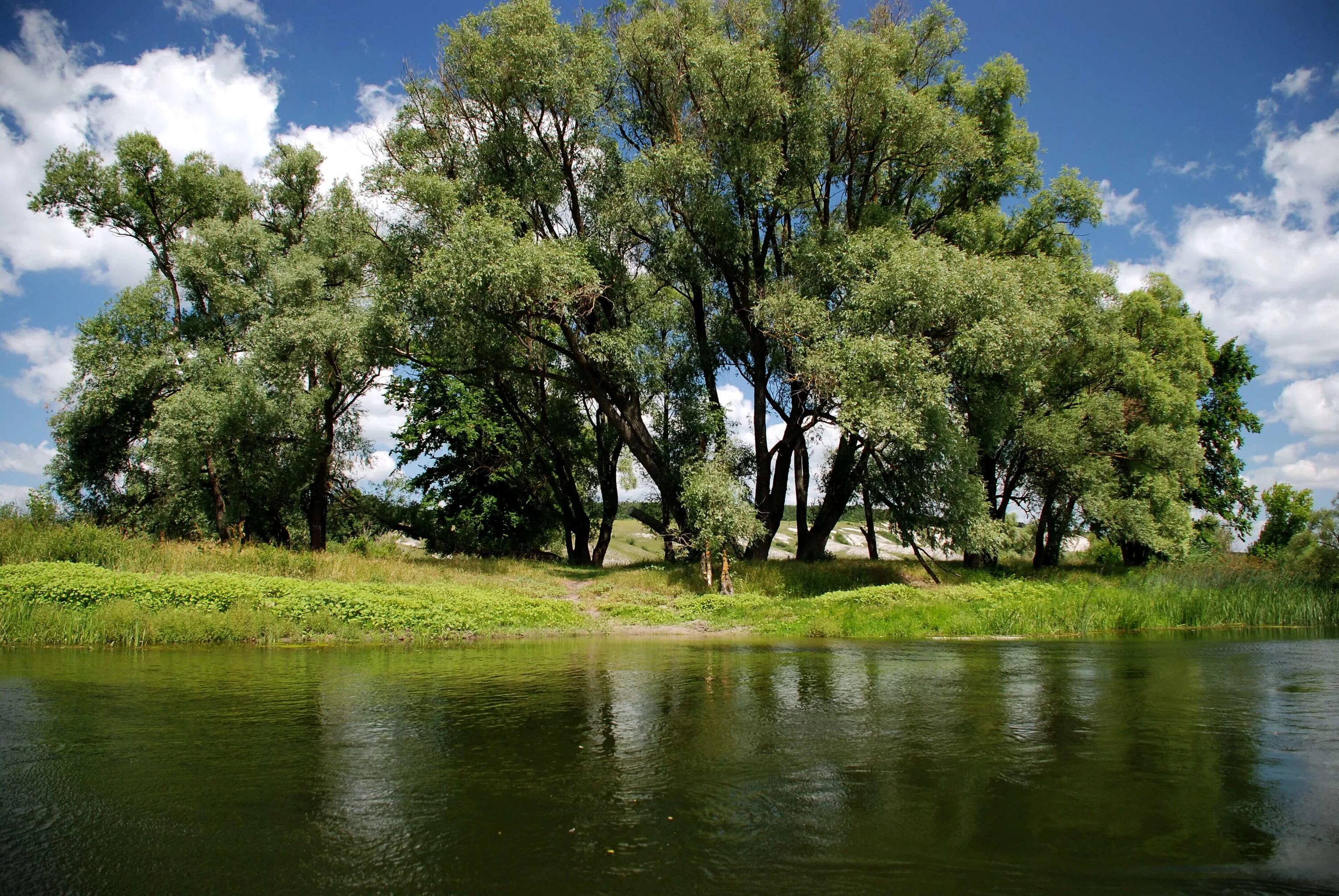 Реки белгородской области фото The Oskol River in June 2011 Topoli - Kupyansk