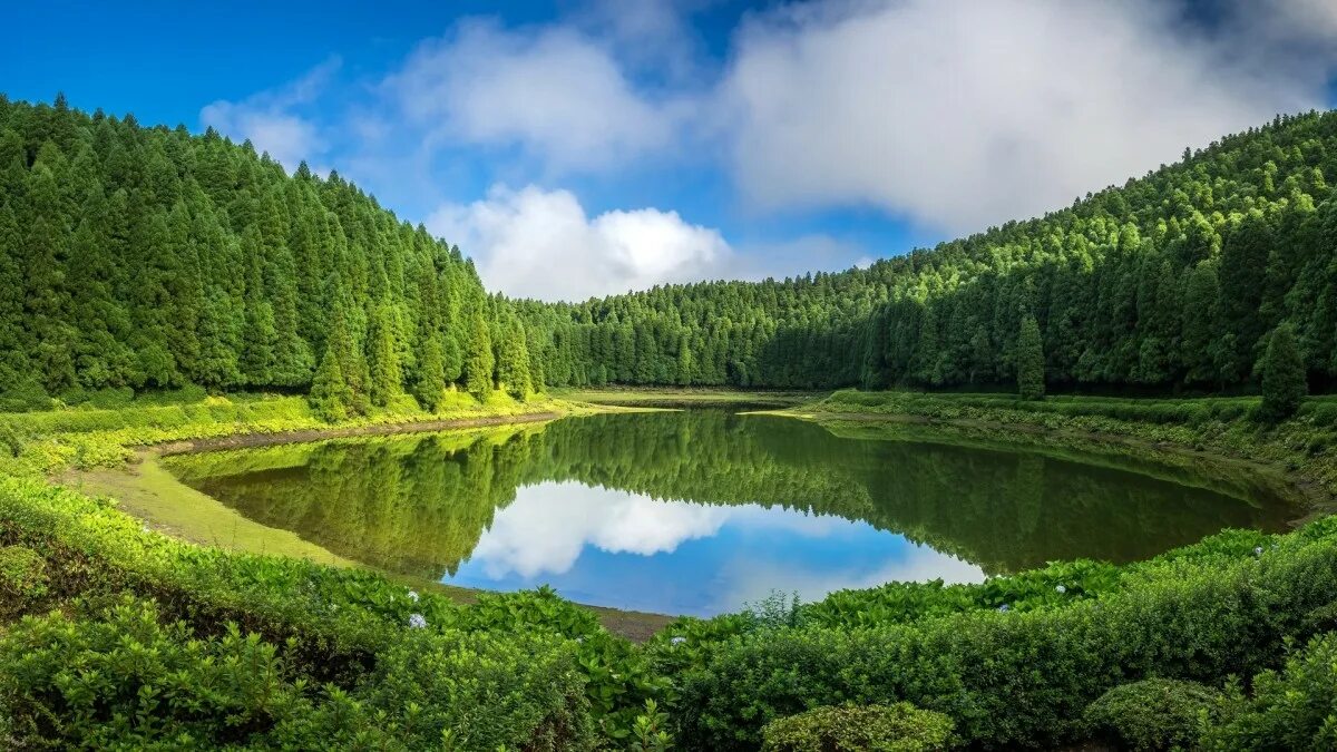 Реки озера фото Online Jigsaw Puzzle "Forest Lake"