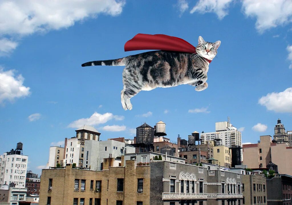 Реклама фото кот flying felines Flickr