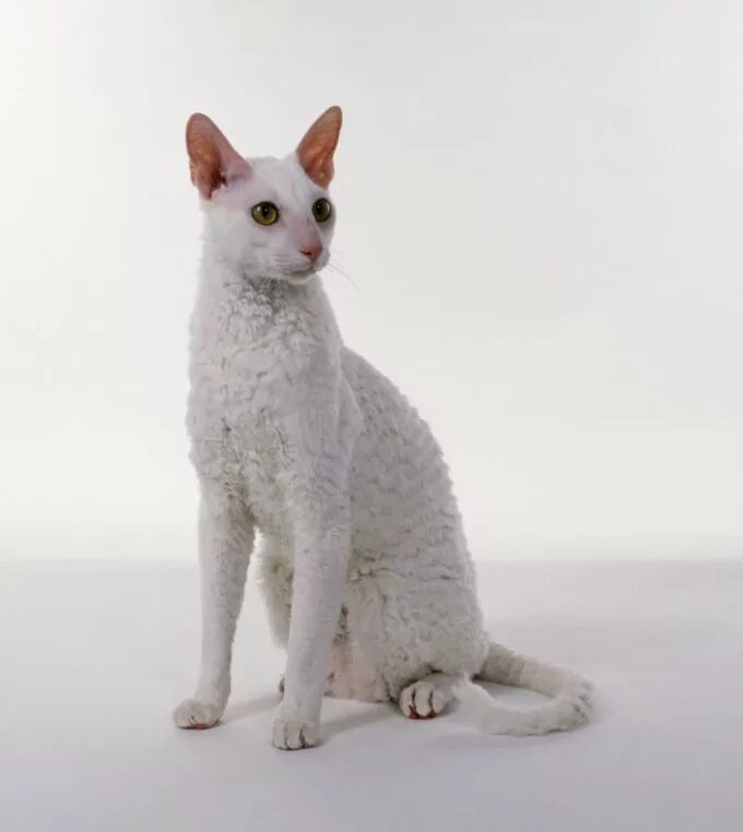 Рекс кошка фото цена Cornish Rex Cat Breed Information & Characteristics Rex cat, Cat breeds, Cornish