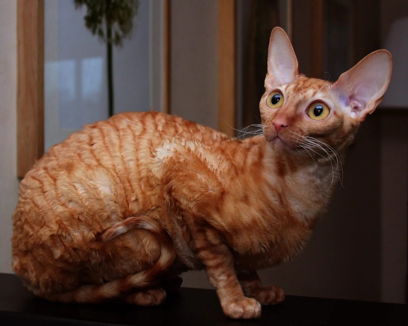 Рекс кошка фото цена Корниш рекс (cornish rex) - это одна из самых интересных пород в мире.