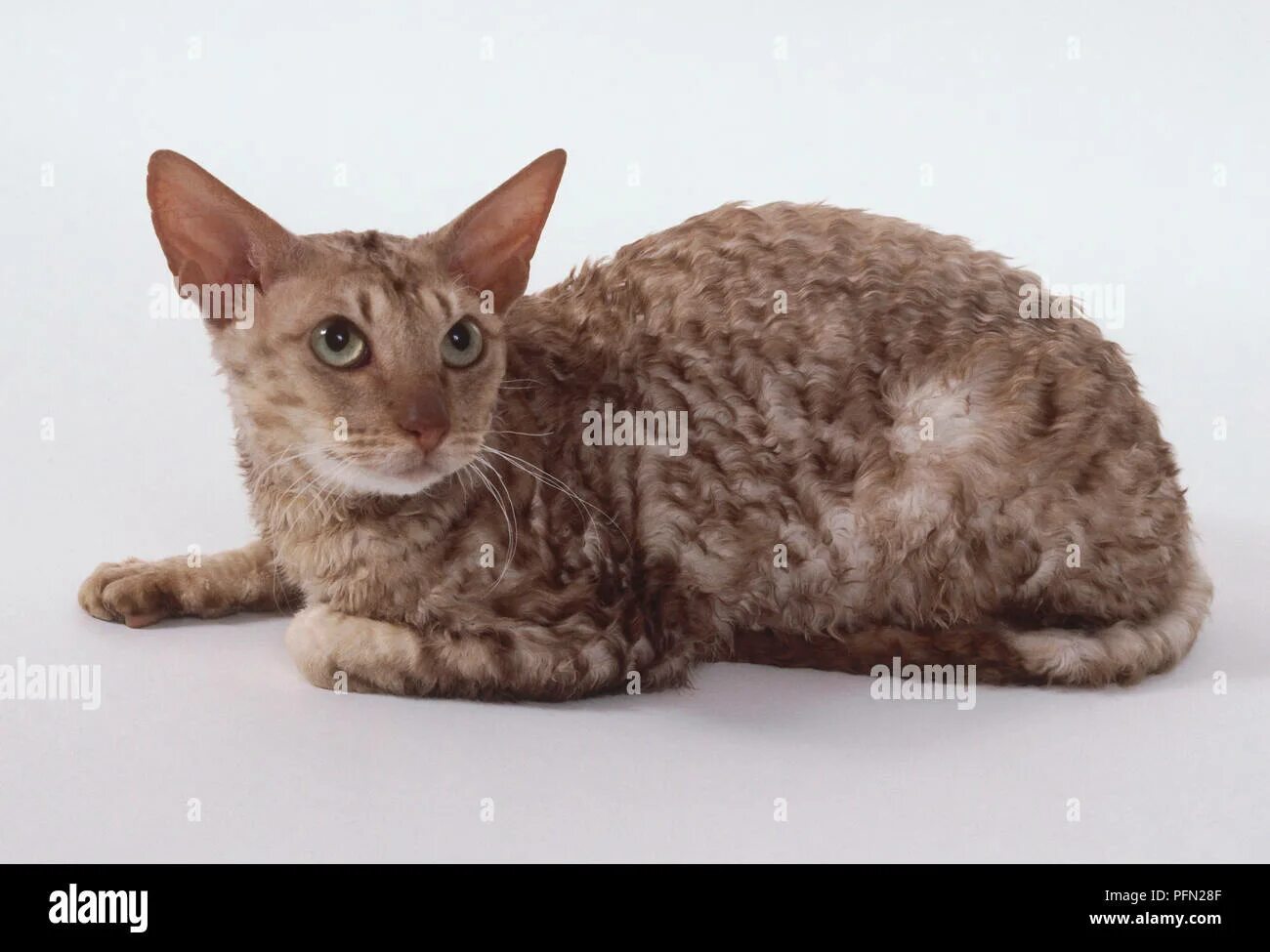 Рекс порода кошек фото Cinnamon Silver Cornish Rex cat with flat skull and slender, muscular body, lyin