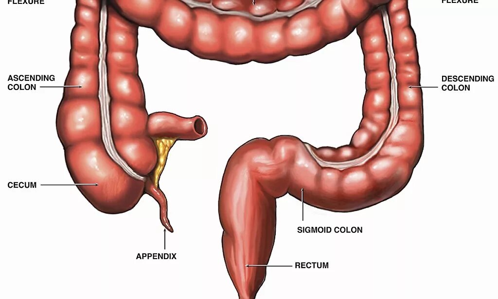 Ректосигмоидный отдел фото Scar-free operation that removes your appendix through your MOUTH