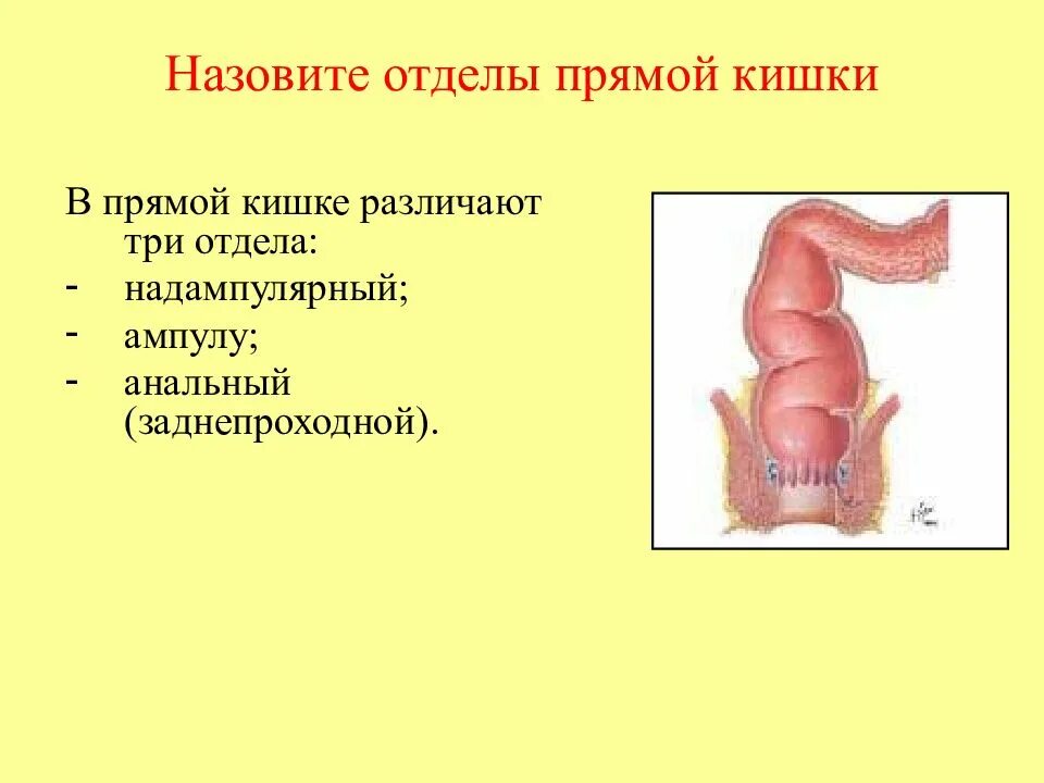 Ректосигмоидный отдел фото Строение прямой кишки рисунок