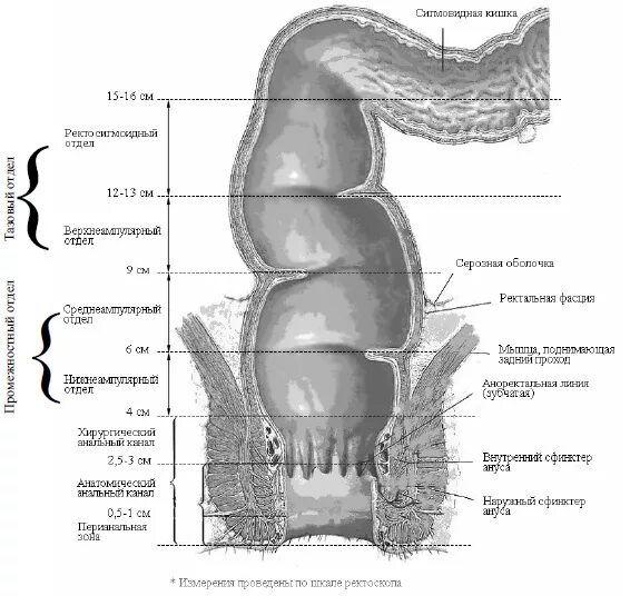 Ректосигмоидный отдел кишечника где находится фото Прямая кишка на рисунке