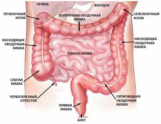 Ректосигмоидный отдел кишечника где находится фото Отделы пищеварительной системы - что это, определение и ответ