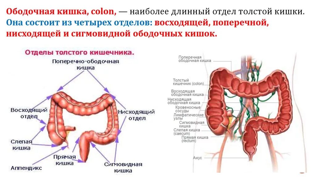 Ректосигмоидный отдел кишечника где находится фото Сигмовидная кишка отдел кишечника - найдено 85 картинок