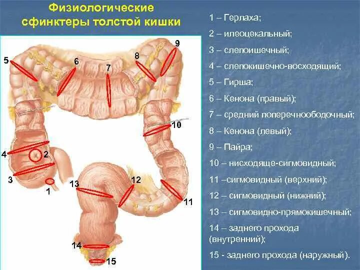 Ректосигмоидный отдел кишечника где находится фото Толстая Кишка Строение И Функции Фото - Mixyfotos.ru