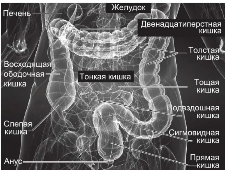 Ректосигмоидный отдел кишечника где находится фото МРТ - физическая суть метода, показания к проведению, варианты исследования, без