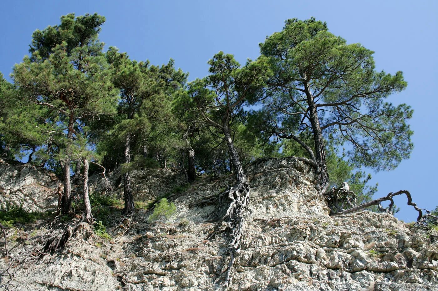 Реликтовая сосна в пицунде фото и описание Pinus pityusa - Image of an specimen - Plantarium