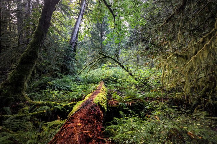 Реликтовый лес фото Deep in the forest (MacMillan Provincial Park, Vancouver Island, BC) by Robert D