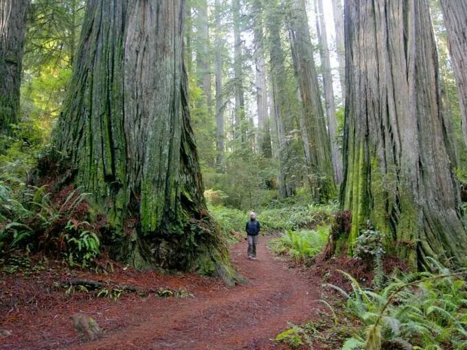 Реликтовый лес фото beautiful hikes in southern oregon Oregon forest, Beautiful hikes, Southern oreg