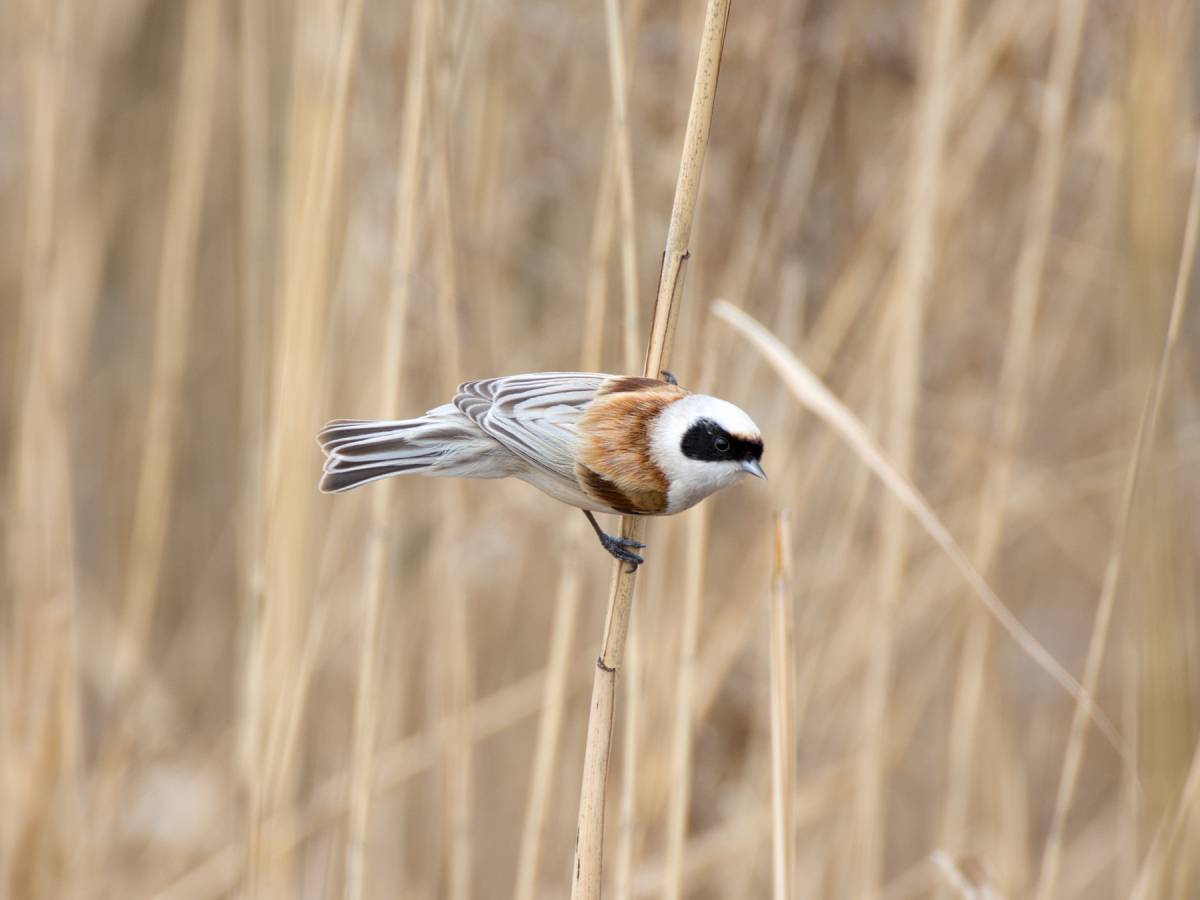 Ремез птица фото Eurasian Penduline Tit (Remiz pendulinus). Birds of Siberia.