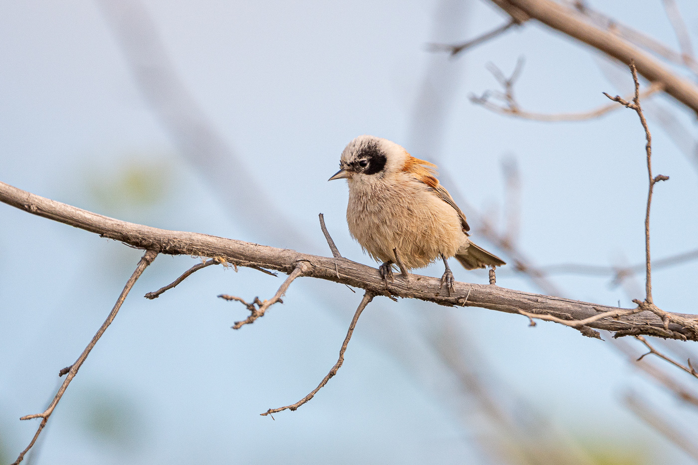 Ремез птица фото White-crowned Penduline Tit (Remiz coronatus). Birds of Siberia.