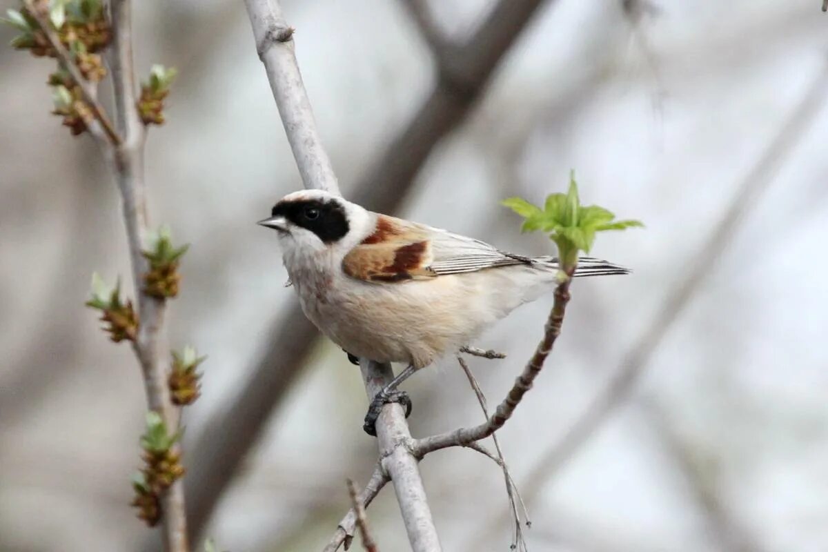 Ремез птица фото Eurasian Penduline Tit (Remiz pendulinus). Birds of Siberia.