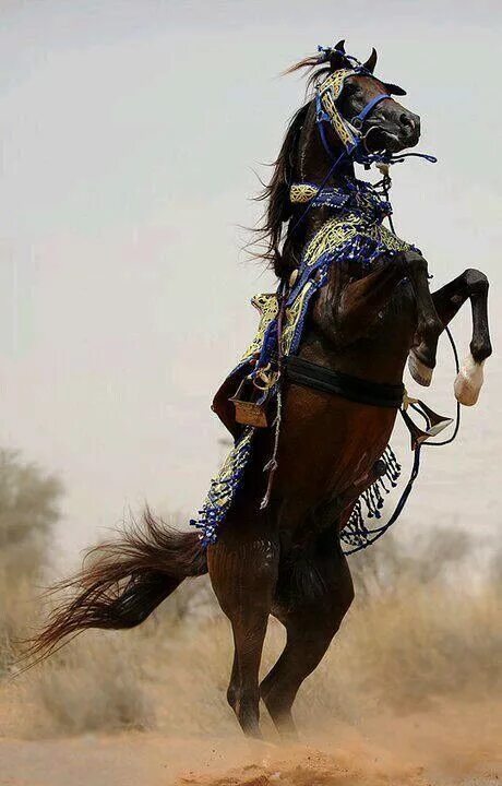 Ремонт лошадей восточное ш 39 фото Desert born Arabian in full native costume rears ( the rider is gone, so I am no