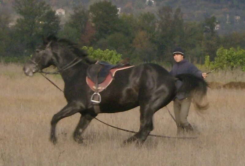 Ремонт лошадей восточное ш 39 фото File:East bulgarian horse training.PNG Лошади