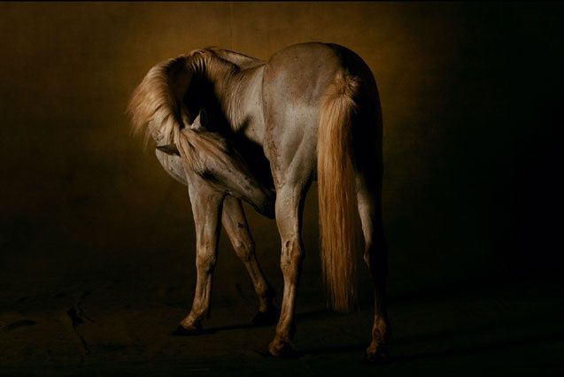 Ремонт лошадей восточное ш 39 фото Beautiful Lipizzan Horse Wallpaper