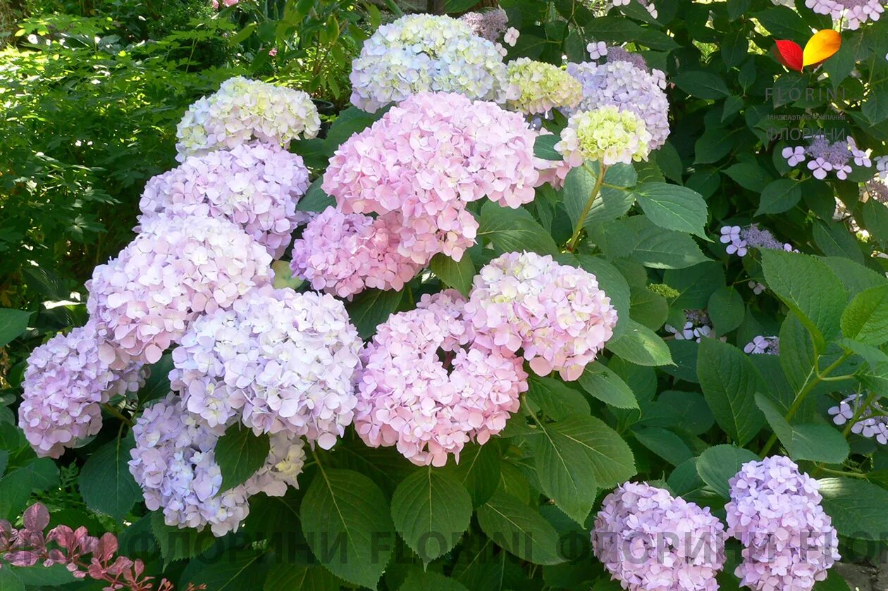 Ремонтантная гортензия фото Купить Гортензия крупнолистная Hydrangea macrophylla - в питомнике Флорини