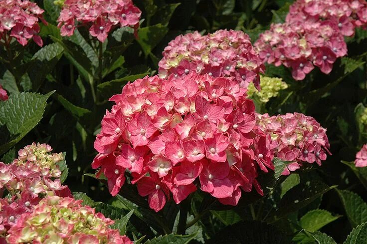 Ремонтантная гортензия фото Forever Pink Hydrangea (Hydrangea macrophylla 'Forever Pink') at Connon Nurserie