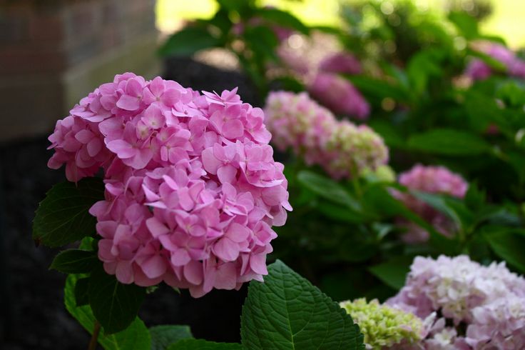 Ремонтантная гортензия фото Pin on HYDRANGEA & LILAC Hydrangea, Blue hydrangea, Garden