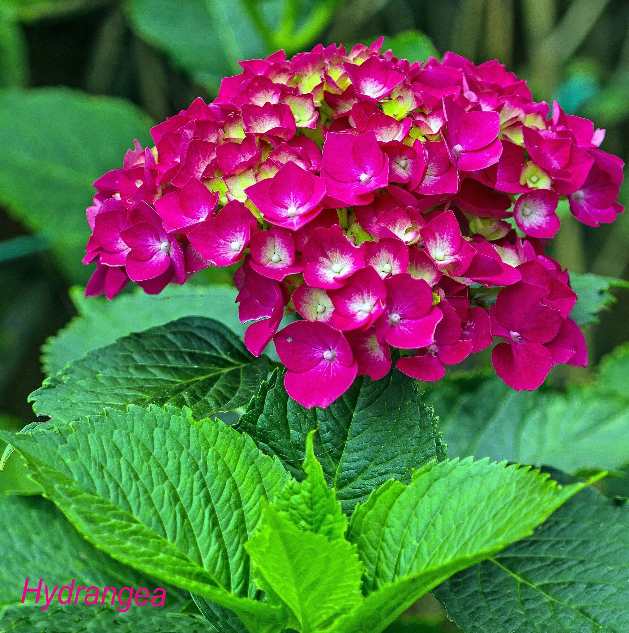 Ремонтантная гортензия крупнолистная сорта и фото Hydrangea Macrophylla "Altona" Hydrangea macrophylla, Beautiful flowers, Types o