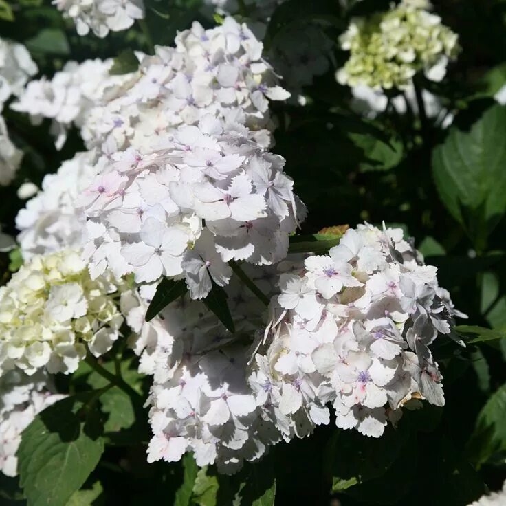 Ремонтантная гортензия крупнолистная сорта и фото Hydrangea macrophylla 'Madame Emile Mouillère' - mophead hydrangea (syn. Madame 