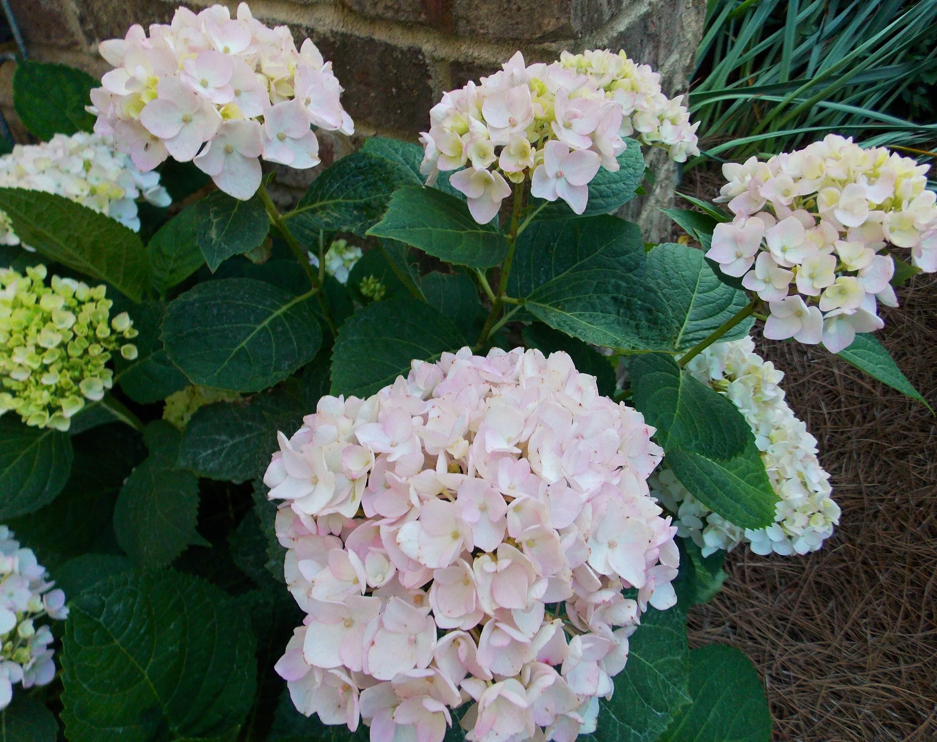 Ремонтантная гортензия крупнолистная сорта и фото Glorious Hydrangeas in my garden. The Graceful Gardener Endless summer blushing 