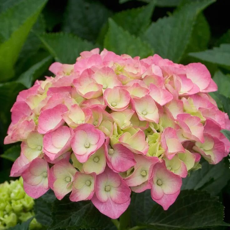 Ремонтантная гортензия крупнолистная сорта и фото Hydrangea Cityline ® Berlin Hydrangea macrophylla, Bigleaf hydrangea, Flower gar