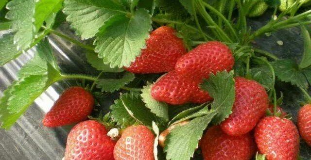 Ремонтантная клубника альбион описание сорта фото Topraksız Çilek Yetiştiriciliği Maliyeti Food, Strawberry, Fruit