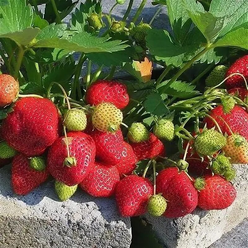 Ремонтантная клубника елизавета фото Садовая земляника Марышка - купить с доставкой по выгодным ценам в интернет-мага