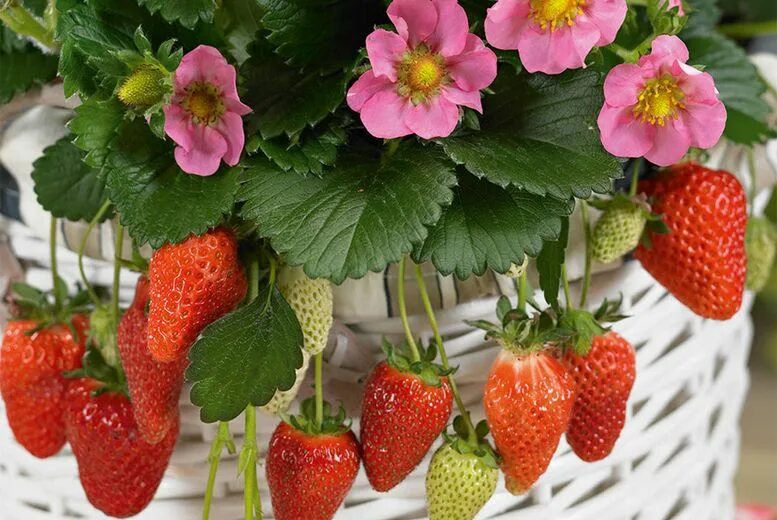 Ремонтантная клубника фото Strawberry Fragaria Gasana Pot Deal - Wowcher in 2022 Strawberry plants, Strawbe