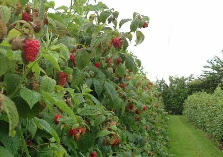 Ремонтантная малина фото кустов Pin on Fruit Festival Plants, Garden, Nature