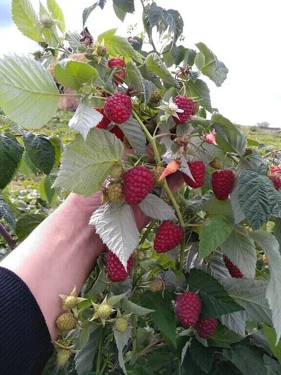 Ремонтантная малина фото кустов Фото 1056434454784 из альбома А я в садике садила. Смотрите в группе """"Беседка