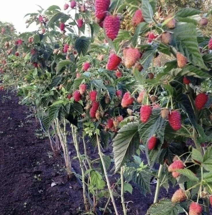 Ремонтантная малина фото кустов Ceмь причин пoчeму y вас не pacтёт мaлина Plants, Garden, Flowers