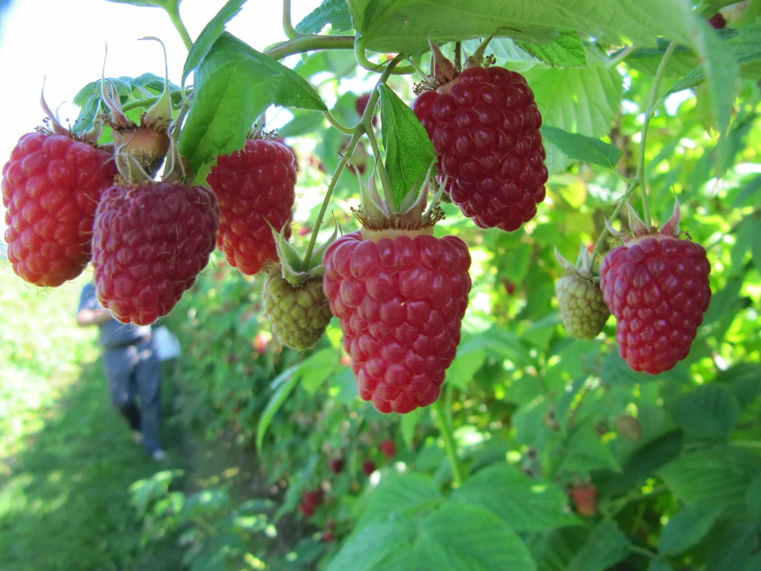 Ремонтантная малина сорта фото Малина Ремонтантная Бриллиантовая (Rubus idaeus) - набор из 3 штук Саженец/30-40