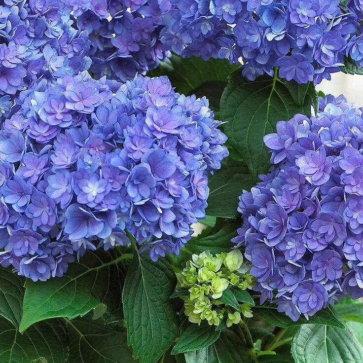 Ремонтантные гортензии фото и описание Pin on Hydrangea