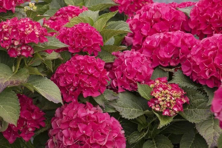 Ремонтантные гортензии фото и описание Why Are My Hydrangeas Not Blooming - Hydrangea not blooming, Hydrangea macrophyl