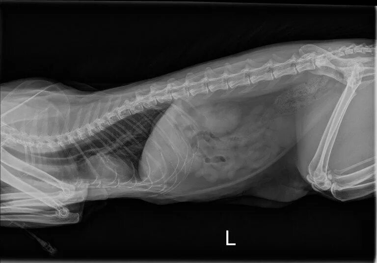 Рентген кошки фото Cat X-ray Pictures